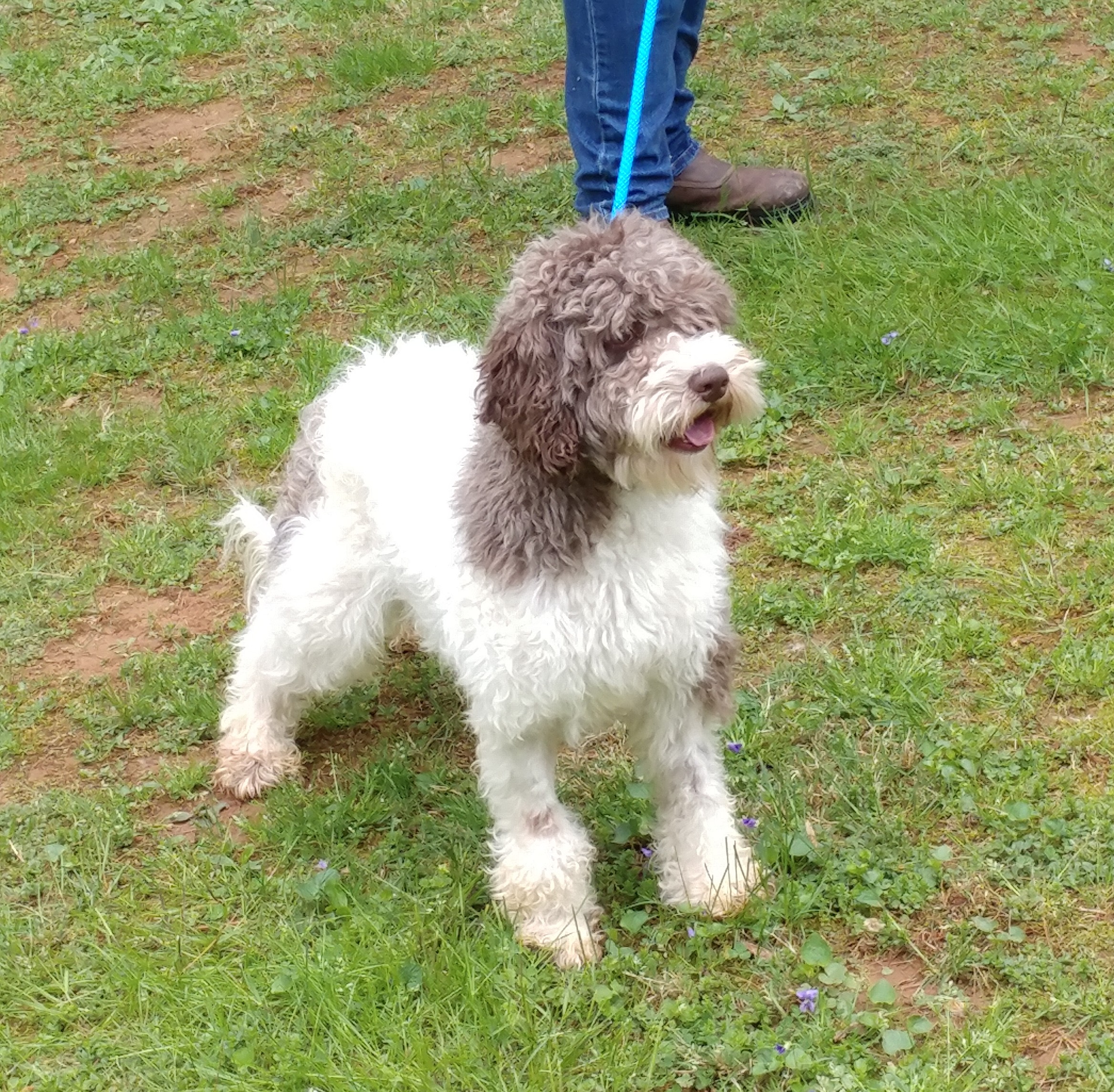 Balancing Exercise Needs for Labradoodles A Comprehensive Guide to