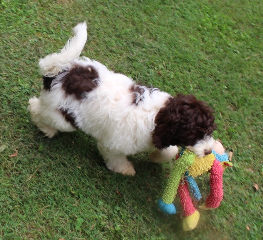 12 Best Goldendoodle Toys - And 1 To Avoid! - Labradoodle Home